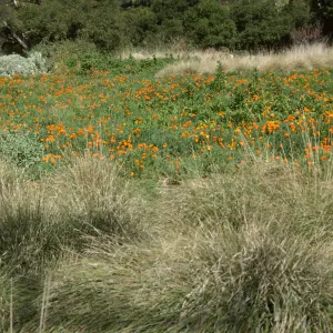 Meadow grasses and poppies in bloom