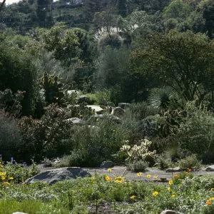 Desert Section, view from the Meadow