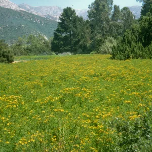 Meadow with Hypericum in bloom, yellow
