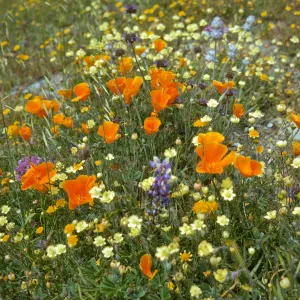 close-up of several wildflowers blooming together in the Meadow