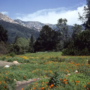 Meadow, looking north to La Cumbre Peak