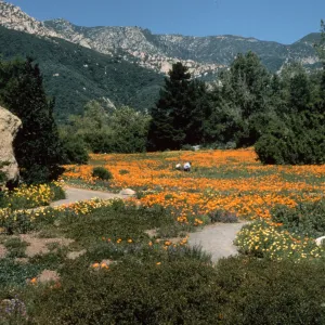 poppies in the Meadow