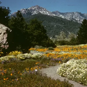 Meadow with Mountain View
