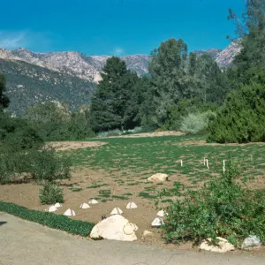 New plantings in the Meadow