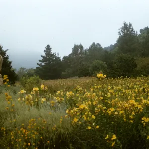 Meadow