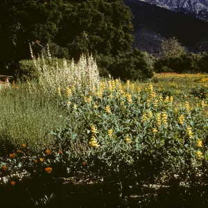 Meadow Border