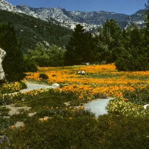 Poppy Meadow with mountain range in background