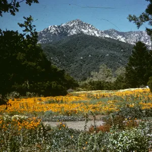 Meadow Section, poppies, La Cumbre Peak