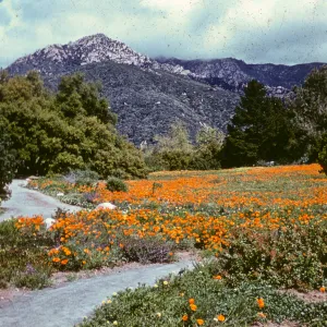 Garden Meadow, poppies, LaCumbre Peak
