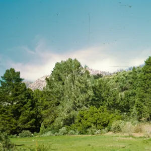 Meadow