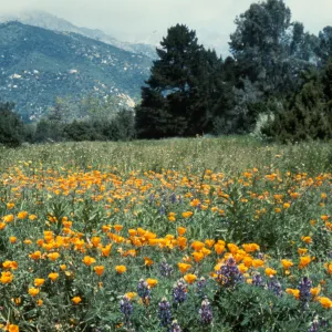 widflowers in Meadow 