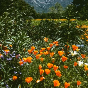 Poppies to mountain view, SBBG Meadow