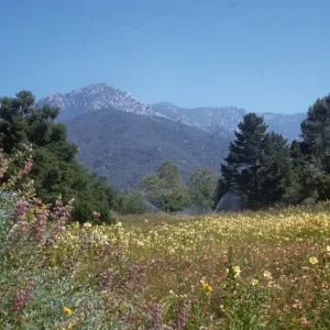 SBBG Meadow in bloom