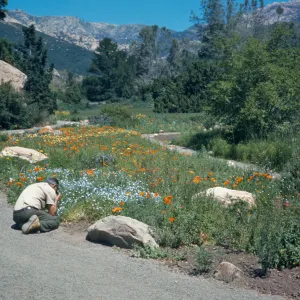 SBBG Meadow