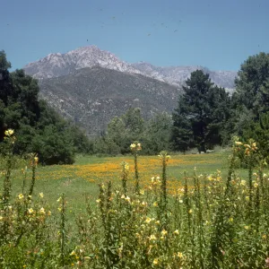 SBBG Meadow