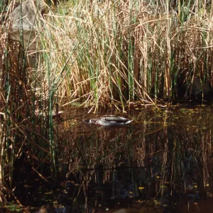 SBBG Pond