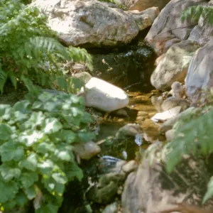 Bullard Brook