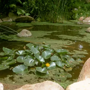 SBBG 'Garden Pool' with water lilies & azolla