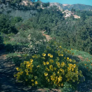 Coreopsis gigantea on the Porter Trail