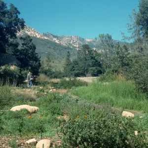 SBBG Meadow 1989