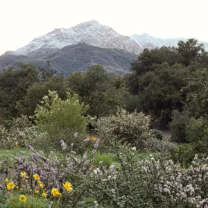 Snow on Mountains from Porter Trail (California Lilac)