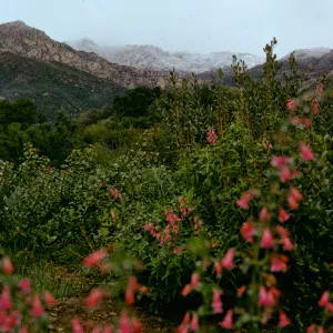 Penstemon on Porter Trail with Snow on Santa Ynez Mountains