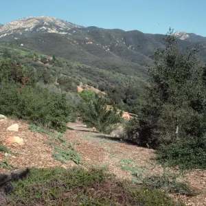Porter Trail Looking Toward the Mountains