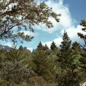 Porter Trail with Ceanothus in Bloom
