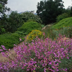 Penstemon, blooming on Porter Trail