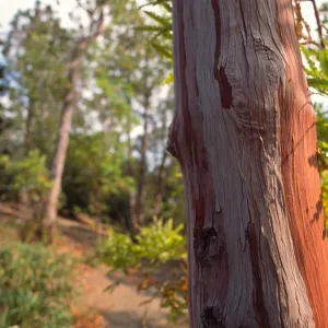 Tree on Porter Trail