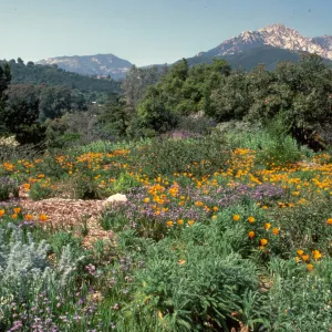 Porter Trail in Bloom