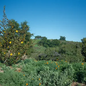 Fremontia on Porter Trail