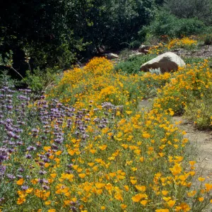 Porter Trail Poppies