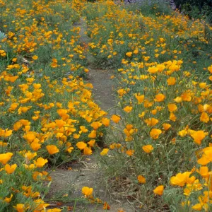 Poppies Along the Porter Trail