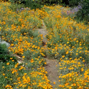 Poppies Along the Porter Trail