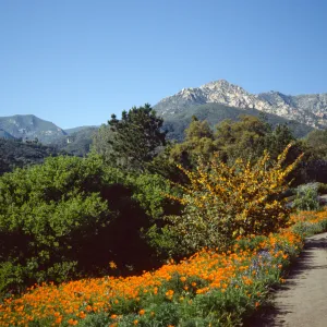 Poppies and Fremontia on Porter Trail