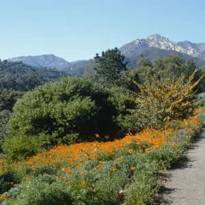 Poppies and Fremontia on Porter Trail