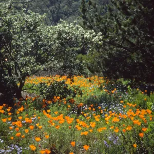 Poppy Field along Porter Trail