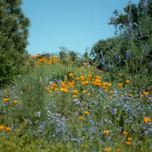 Spring Bloom on Porter Trail