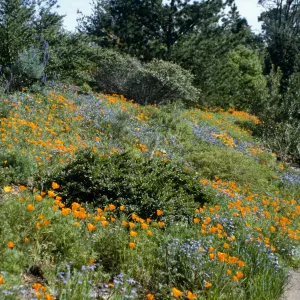 Spring Bloom Along the Porter Trail