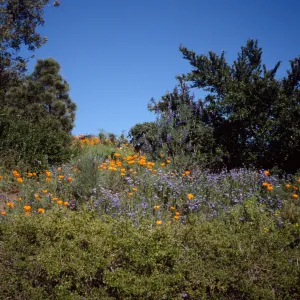 Porter Trail in Bloom