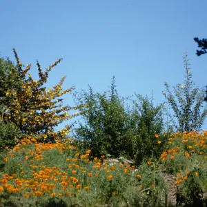 Poppies from Porter Trail