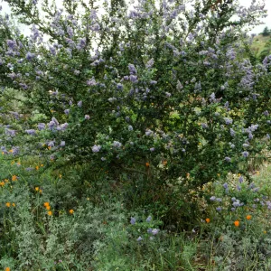 Ceanothus (California Lilac) in Bloom on Porter Trail