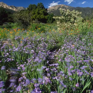 Blue-Eyed Grass Along the Porter Trail