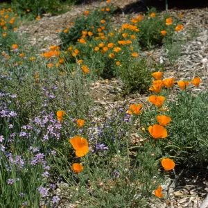 Poppies and Blue-Eyed Grass on the Porter Trail