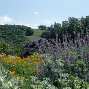 Spring on the Porter Trail
