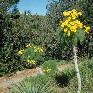 Coreopsis gigantea on Porter Trail