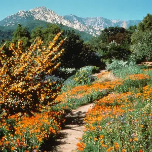 Poppies and Fremontia on Porter Trail
