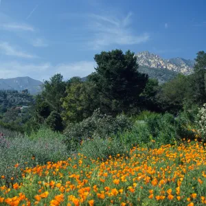 Spring on the Porter Trail 