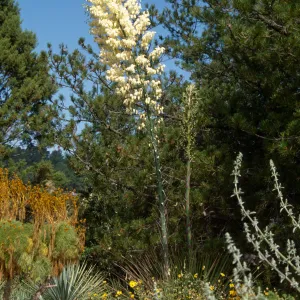 Yucca whipplei on the Porter Trail